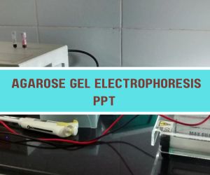 Agarose Gel Electrophoresis PPT image