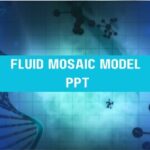 Fluid Mosaic Model PPT image