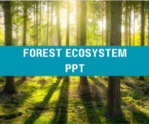 Forest Ecosystem PPT image