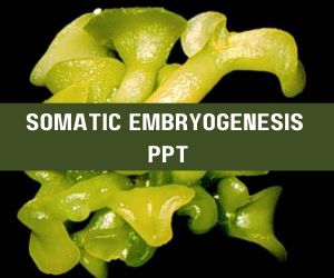 Somatic Embryogenesis PPT image