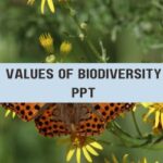 Value Of Biodiversity PPT image