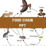 Food Chain PPT image