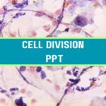 Cell Division PPT image