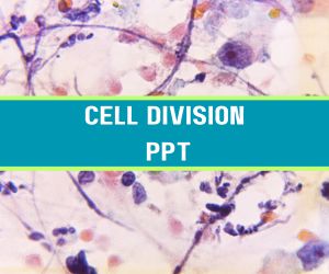 Cell Division PPT image