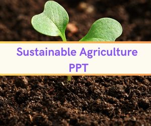 Sustainable Agriculture PPT image