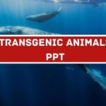 Transgenic Animals PPT image