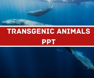 Transgenic Animals PPT image