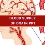 Blood Supply Of Brain PPT Presentation image