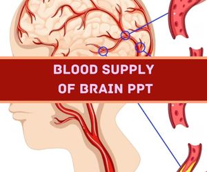 Blood Supply Of Brain PPT Presentation image