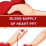 Blood Supply Of Heart PPT Presentation image