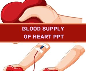 Blood Supply Of Heart PPT Presentation image