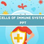 Cells Of Immune System PPT Presentation image