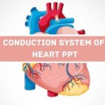 Conduction System Of Heart PPT image