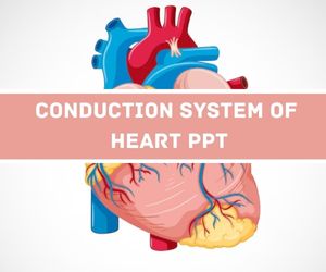 Conduction System Of Heart PPT image