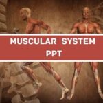 Muscular System PPT image