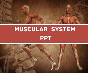 Muscular System PPT image