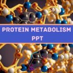 Protein metabolism PPT