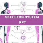 Skeletal System PPT image