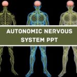 Autonomic Nervous System PPT image