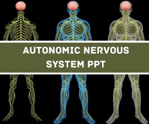 Autonomic Nervous System PPT image