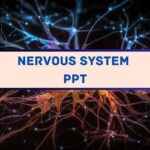 nervous system PPT