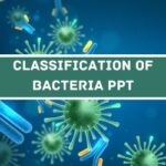 Classification Of Bacteria PPT image