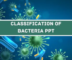 Classification Of Bacteria PPT image