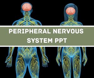 Peripheral Nervous System PPT image