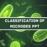 Classification Of Microbes PPT image