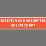 Digestion and Absorption of Lipids PPT image