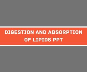 Digestion and Absorption of Lipids PPT image