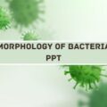 Morphology Of Bacteria PPT image